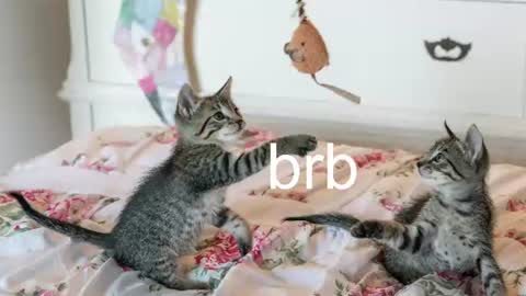 Kitty online show from July 4, 2026, 1:01 am