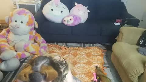 puppygirllovestobeg online show from June 21, 2026, 7:22 am