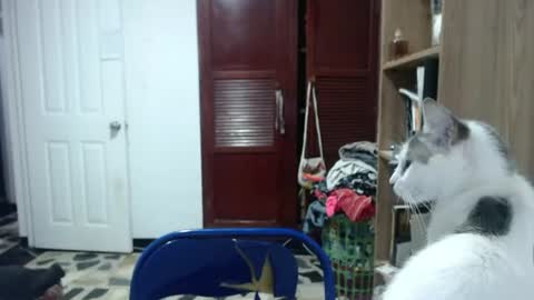 Angeline  Follow  online show from June 11, 2026, 1:05 am