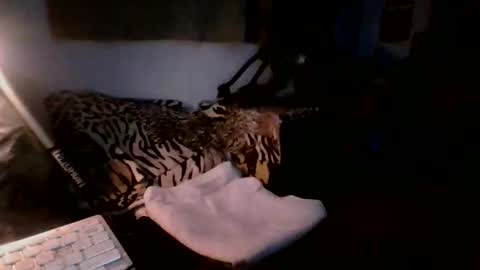 toxicidad_sex online show from May 19, 2026, 7:37 am
