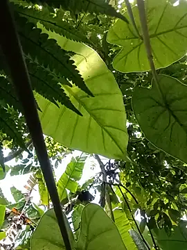 boy-pho- online show from July 20, 2026, 4:16 am