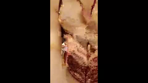 954girl online show from April 18, 2026, 2:37 am