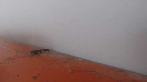 Alexamdergal online show from November 24, 2025, 12:21 am