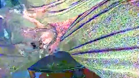 Alex online show from October 27, 2025, 11:20 pm