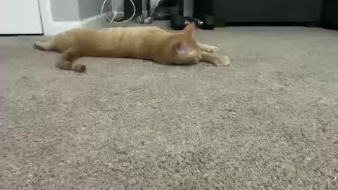 alexispaige06 online show from October 11, 2025, 7:01 pm