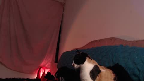 Ally online show from February 28, 2025, 3:04 am