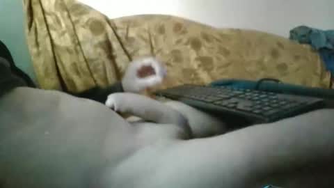 Snapshot of amazingcuteboy845 chatting on September 29, 2025, 1:16 pm amazingcuteboy845 online show from September 29, 2025, 1:16 pm