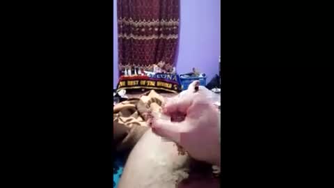 bahaa5555 online show from March 1, 2026, 7:16 pm