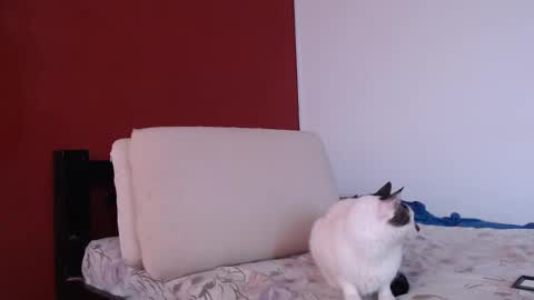 bayonette_black online show from September 20, 2025, 12:06 pm