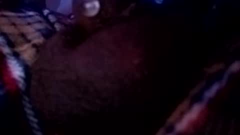 bcfalcon69 online show from May 16, 2026, 2:41 am