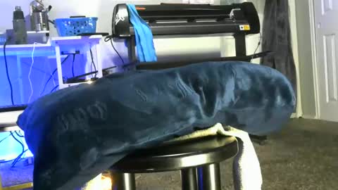 bigboybigbutt69 online show from May 6, 2026, 10:31 am
