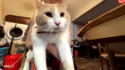 bluebloodednorsewitch online show from March 28, 2026, 4:01 am