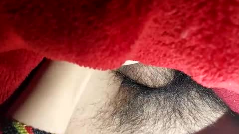 Boloski7 online show from December 20, 2025, 6:42 am