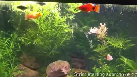 Booker Baxton online show from December 10, 2024, 4:02 am