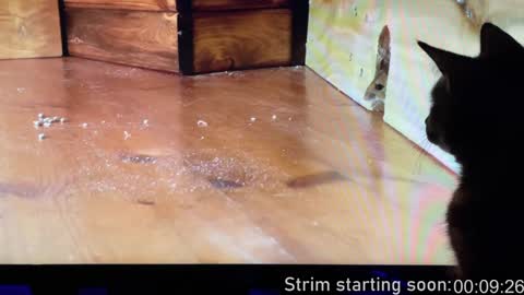 Booker Baxton online show from December 14, 2024, 4:01 am