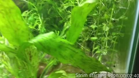 Booker Baxton online show from December 18, 2024, 4:09 am