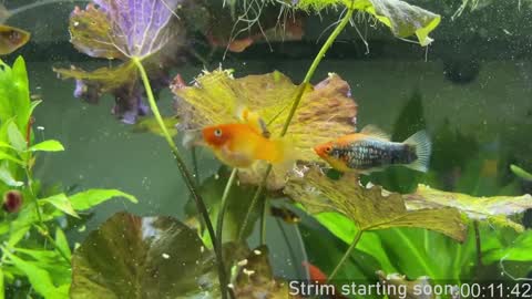 Booker Baxton online show from January 2, 2025, 3:58 am