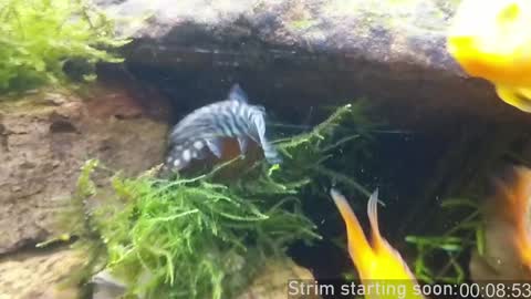 Booker Baxton online show from January 10, 2025, 4:01 am