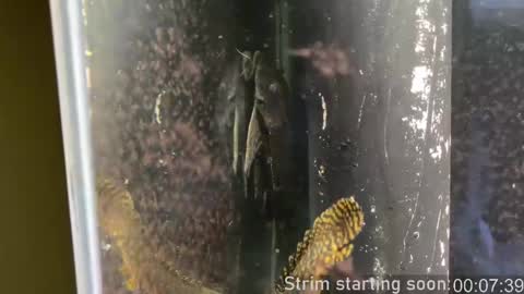 Booker Baxton online show from February 12, 2025, 4:01 am