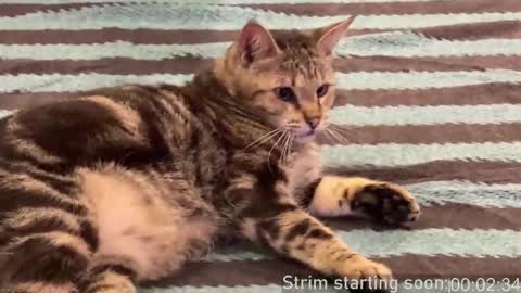 Booker Baxton online show from February 22, 2025, 4:07 am