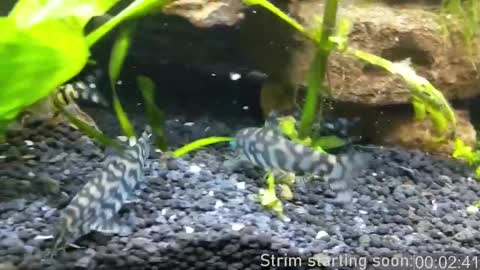 Booker Baxton online show from March 6, 2025, 4:08 am