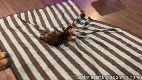 Booker Baxton online show from September 24, 2025, 2:59 am