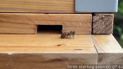 Booker Baxton online show from October 2, 2025, 3:02 am