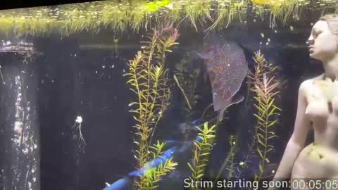 Booker Baxton online show from January 11, 2026, 4:06 am