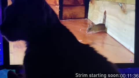 Booker Baxton online show from February 3, 2026, 3:59 am