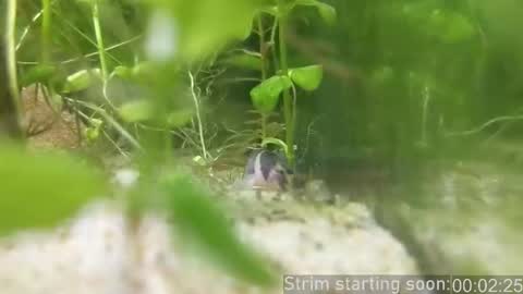 Booker Baxton online show from February 14, 2026, 4:09 am