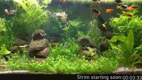 Booker Baxton online show from February 18, 2026, 4:08 am