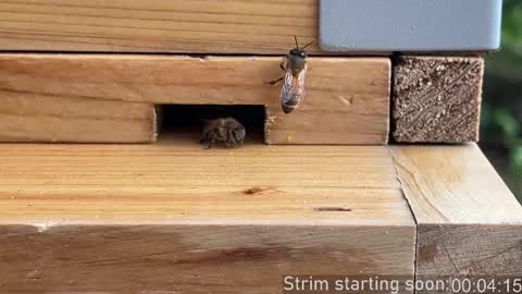 Booker Baxton online show from March 4, 2026, 4:07 am