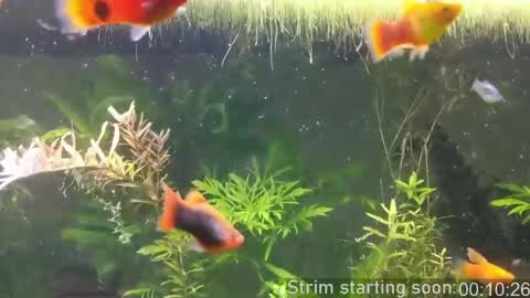 Booker Baxton online show from April 7, 2026, 2:56 am