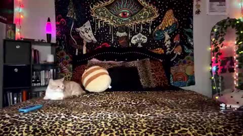 Puddin online show from December 28, 2024, 3:26 am