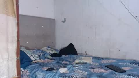 brianadollts1 online show from April 12, 2026, 10:04 pm