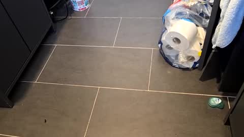 Telegram ldl123 online show from March 8, 2025, 3:24 pm