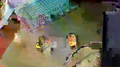 Snapshot of chubbyboy1986 chatting on October 17, 2025, 10:01 pm chubbyboy1986 online show from October 17, 2025, 10:01 pm