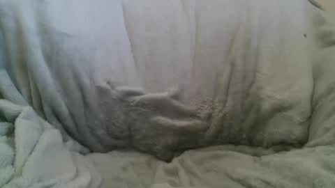 Snapshot of circumsizedbandit chatting on February 10, 2025, 11:34 pm circumsizedbandit online show from February 10, 2025, 11:34 pm