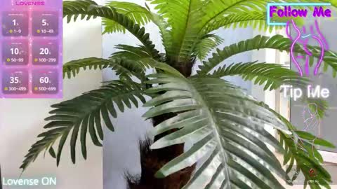 tattoodoll online show from November 10, 2025, 5:28 am