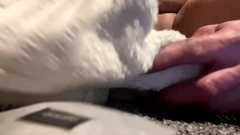 Snapshot of cumsinmealot chatting on January 25, 2025, 8:42 am Aprilia online show from January 25, 2025, 8:42 am