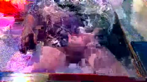 Snapshot of dabaatendae chatting on February 2, 2025, 10:17 pm dabaatendae online show from February 2, 2025, 10:17 pm