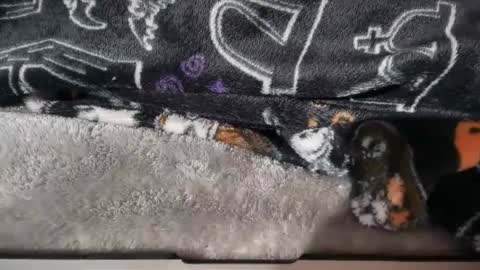 dabangaz4life online show from January 17, 2026, 8:41 am