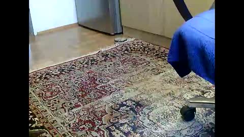 Dammerl online show from December 5, 2024, 7:16 am