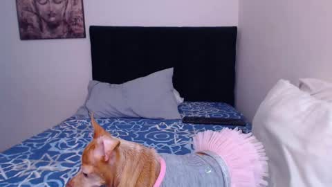 Derek online show from March 2, 2025, 8:29 pm