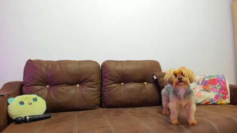 Misha online show from February 20, 2025, 9:33 am