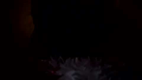 dingler523482 online show from December 17, 2025, 6:41 am