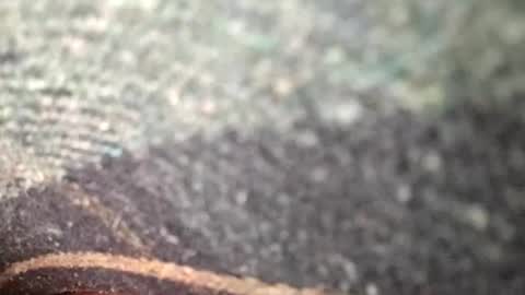 dyno online show from November 12, 2025, 1:39 am