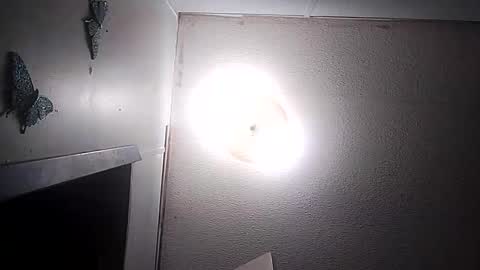 dixonbird41 online show from March 10, 2026, 3:44 am