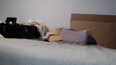 Dorato online show from March 17, 2026, 7:17 pm