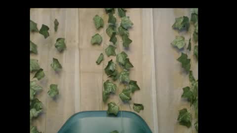 linda online show from October 26, 2025, 11:31 pm